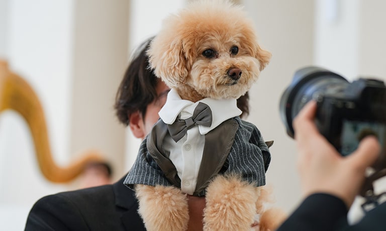 愛犬とともに紡ぐ、祝福に包まれた一日