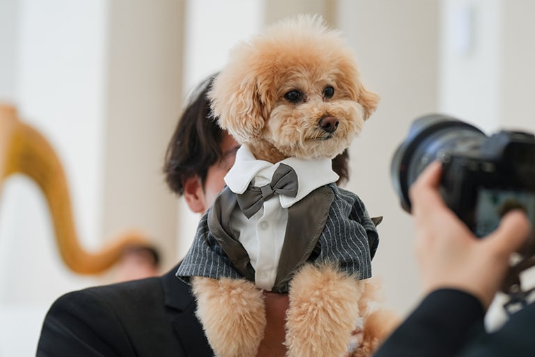 愛犬とともに紡ぐ、祝福に包まれた一日 イメージ