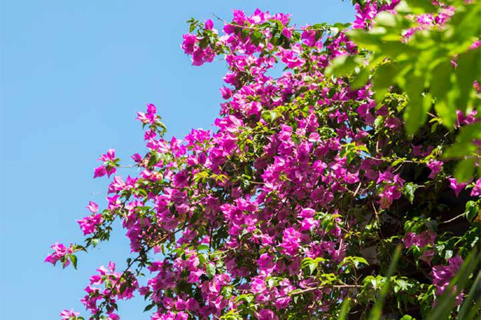 ブーゲンビリア