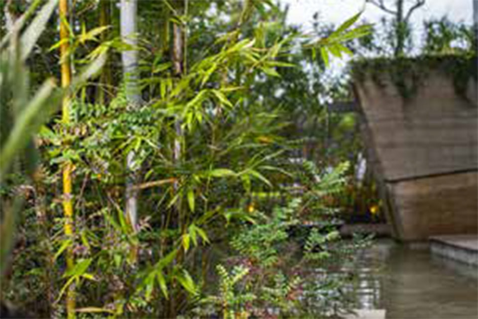 孟宗竹（モウソウチク）