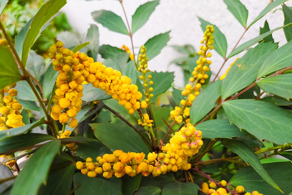 ホソバヒイラギナンテン