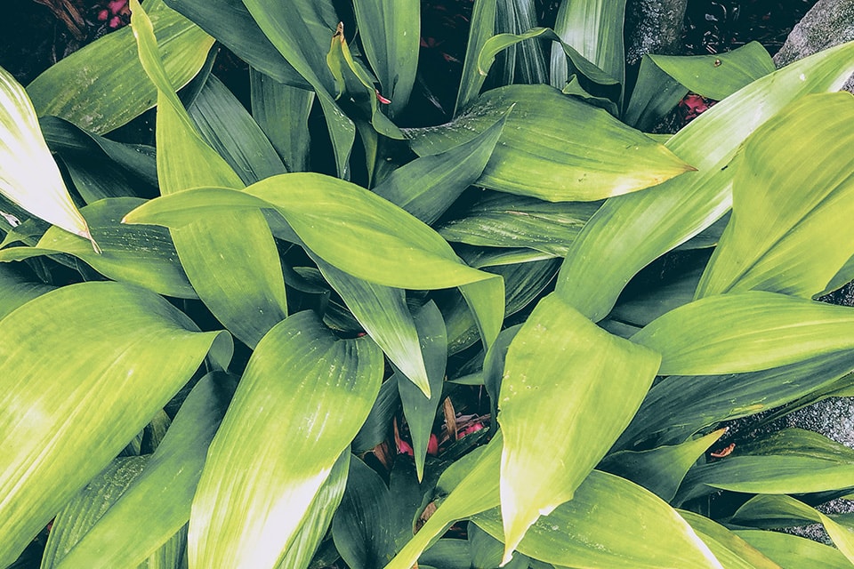 葉蘭（ハラン）